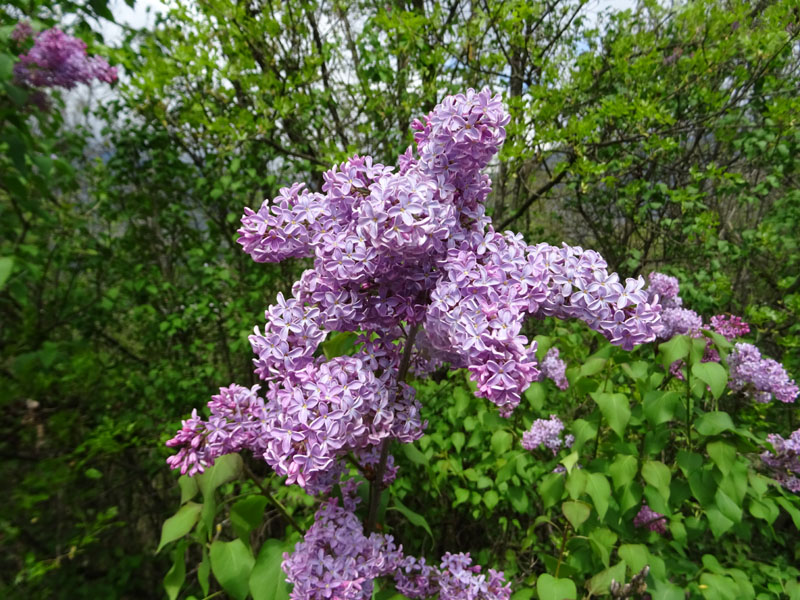 Syringa vulgaris - Oleaceae